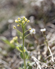 イヌナズナくん