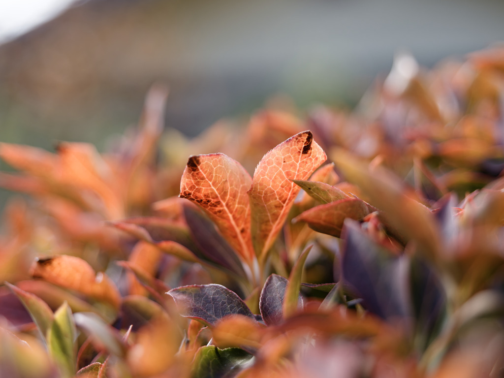 あきいろシリーズ