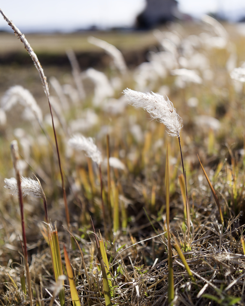 もしゅもしゅくん