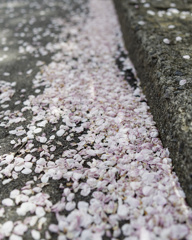 ちりまくり