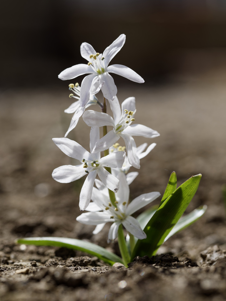 シラー・シベリカちゃん