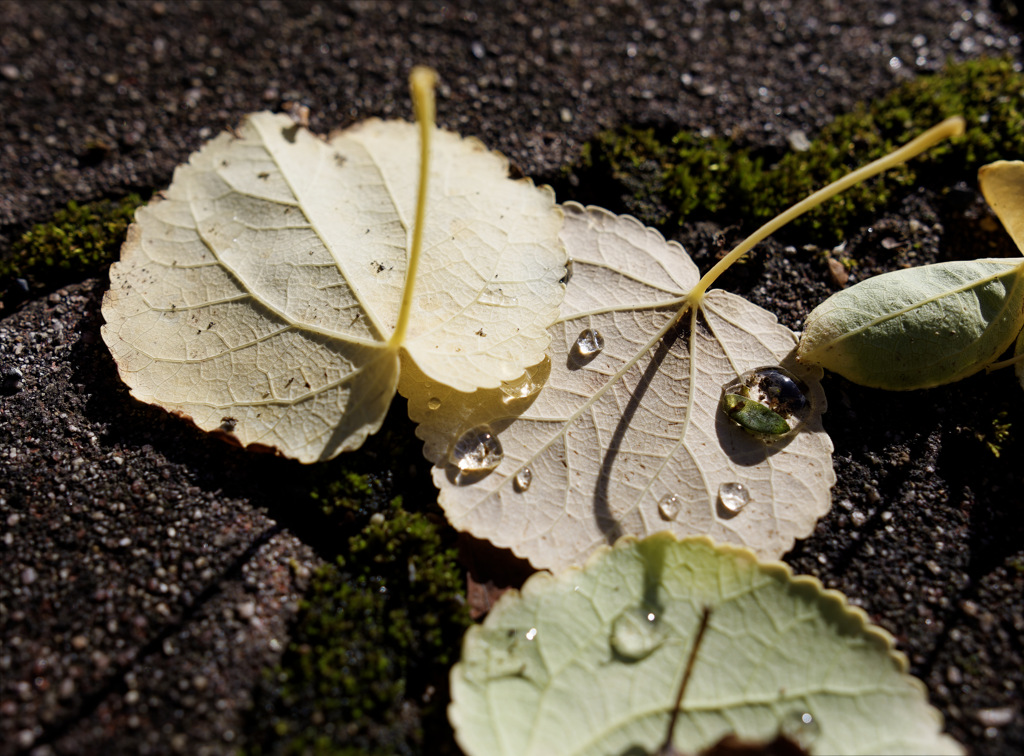 雨上がりきらきらシリーズ