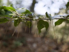 松葉ピンセット現象