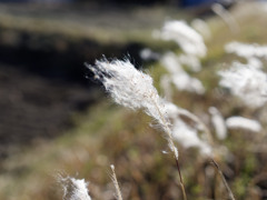 もしゃもしゃくん