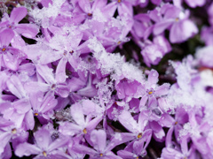 雪でいっそう鮮やか