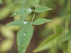 あめしずくぷるぷるシリーズ