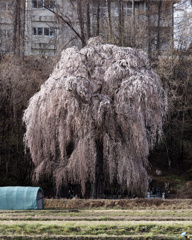 毎年見事に咲く、お気に入りの桜さん