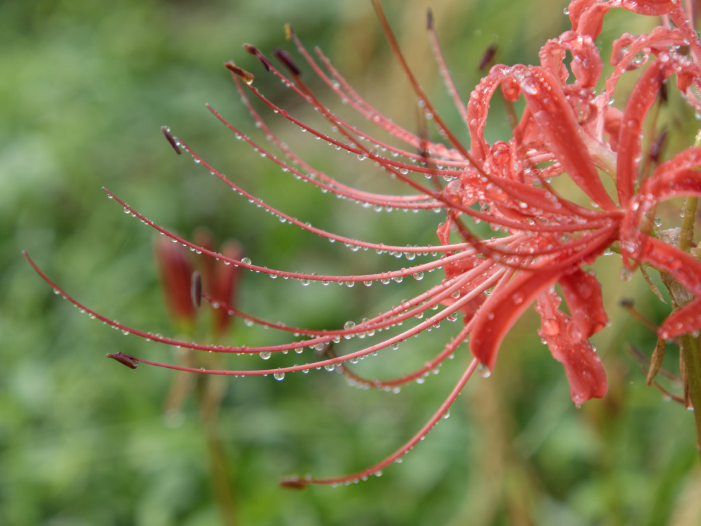 雨上がりヒガンバナくん