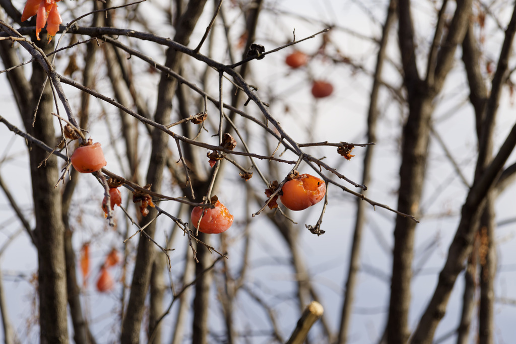 鳥さんに食べられまくる柿さん