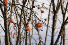鳥さんに食べられまくる柿さん