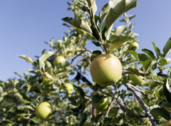Earth, Wind & Apple
