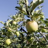 Earth, Wind & Apple