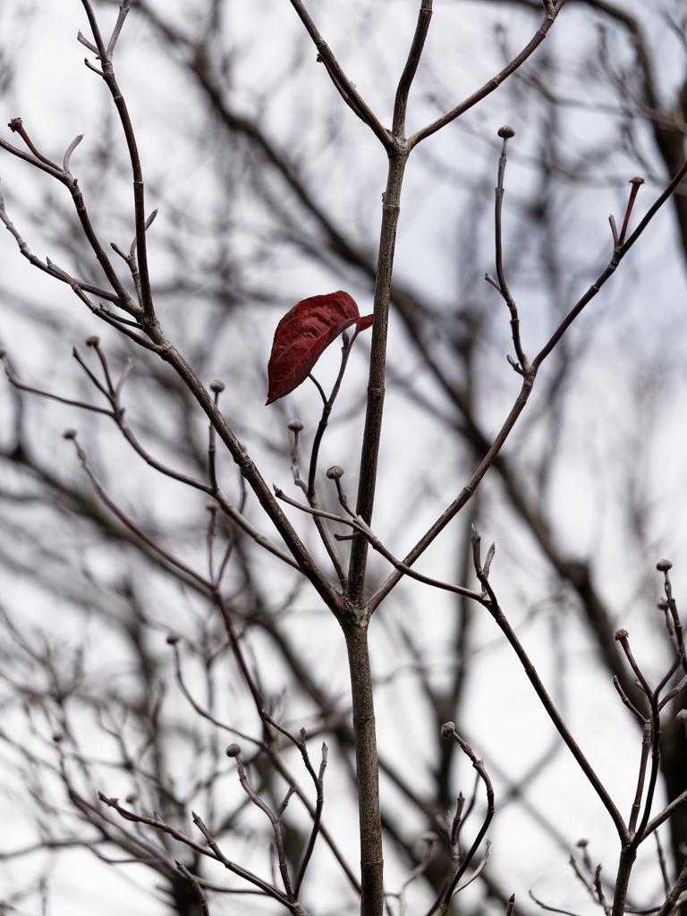 最後のいちまい