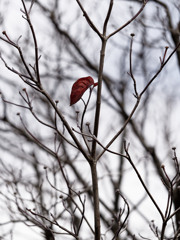最後のいちまい
