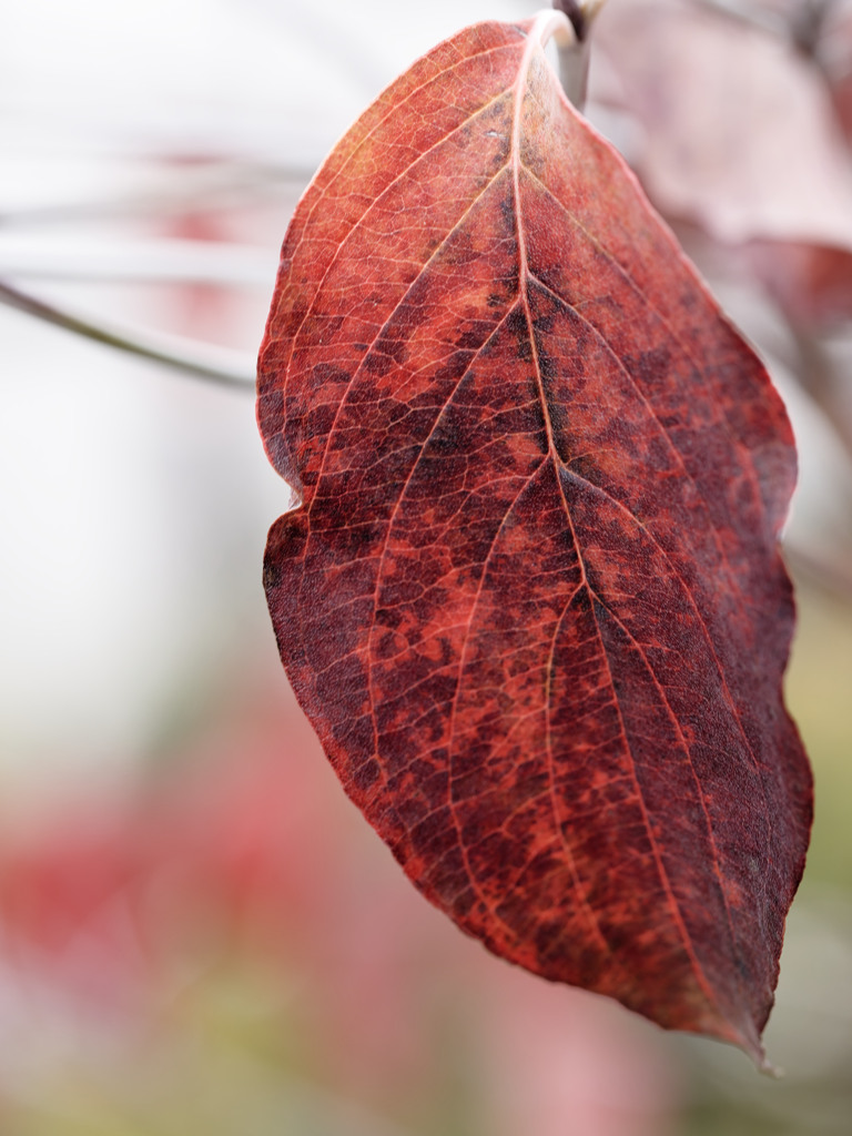 あきいろシリーズ