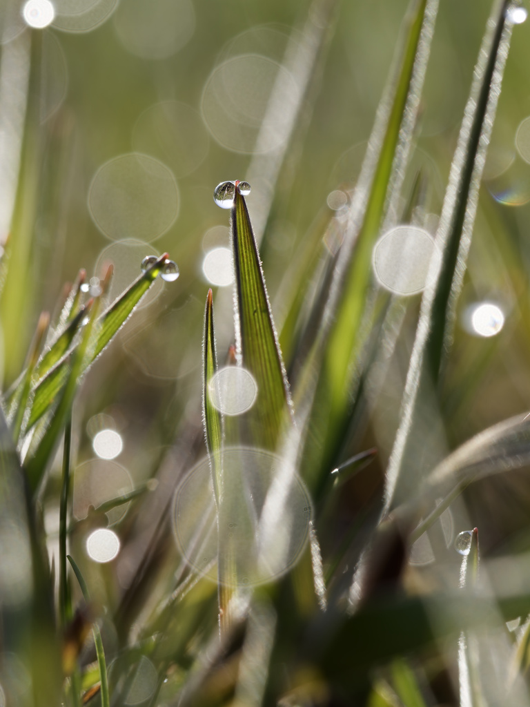 あさつゆキラキラシリーズ
