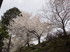 咲きまくり