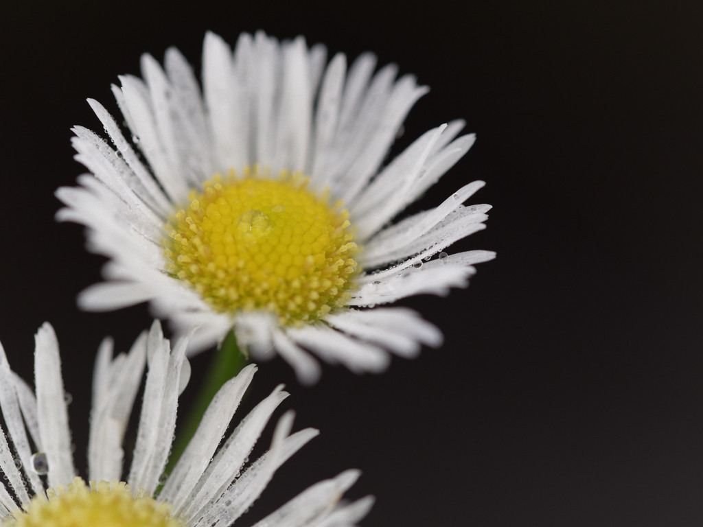 あさつゆジューシーシリーズ