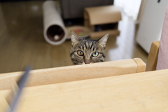 にゃんも