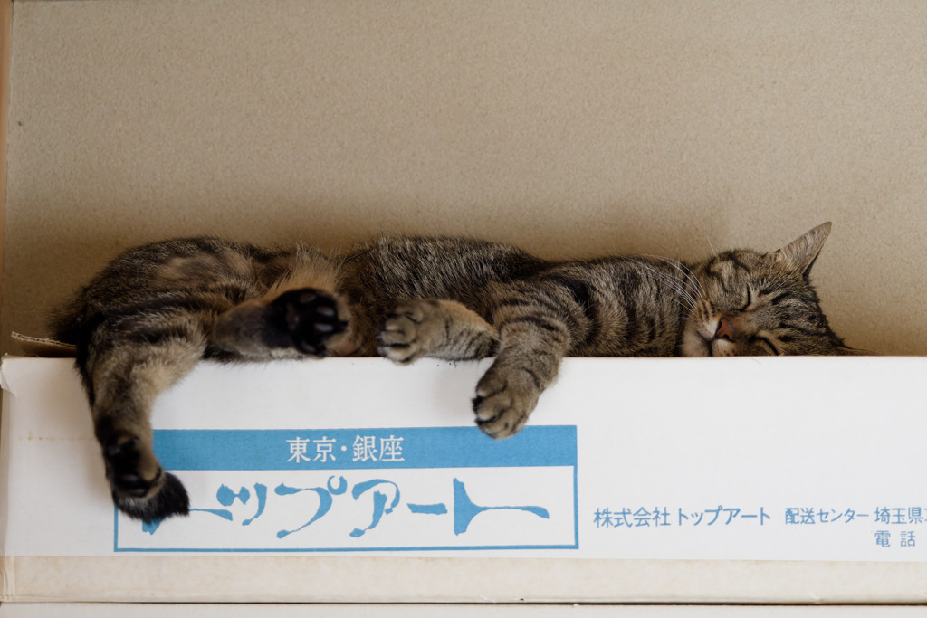 にゃんも