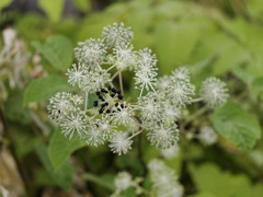 タラノキ feat. アーリーズ