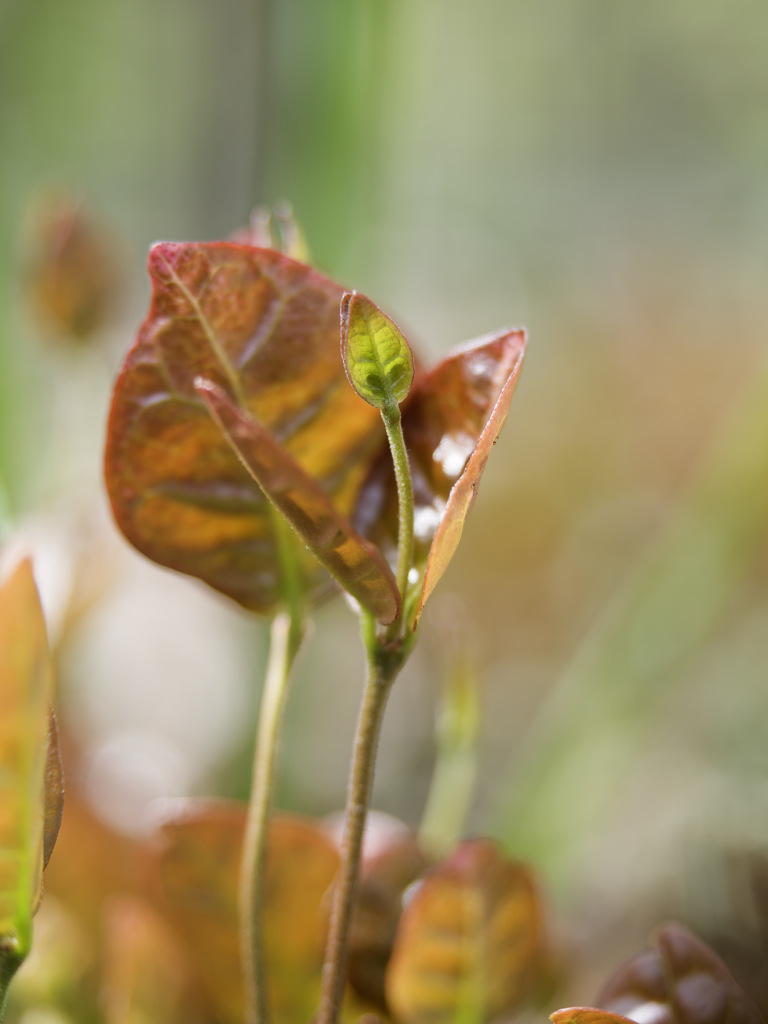 新芽のびまくり