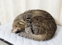 にゃんも