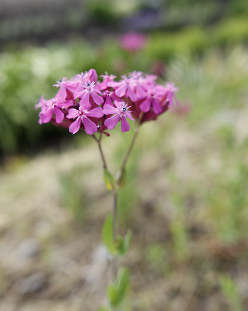 ムシトリナデシコさん