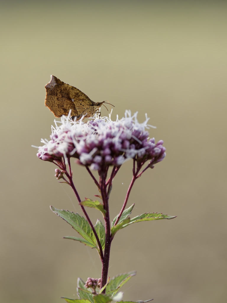フジバカマ feat. イカリモンガくん