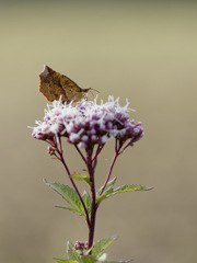 フジバカマ feat. イカリモンガくん