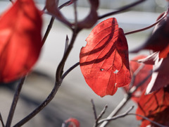 あきいろシリーズ