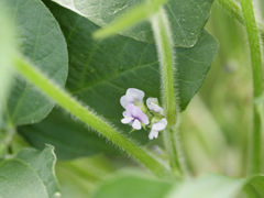 大豆のお花