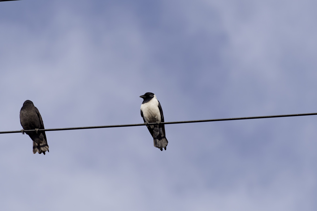 白のあるカラス