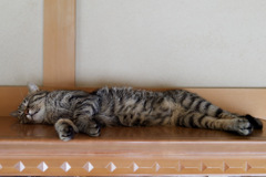 にゃんも