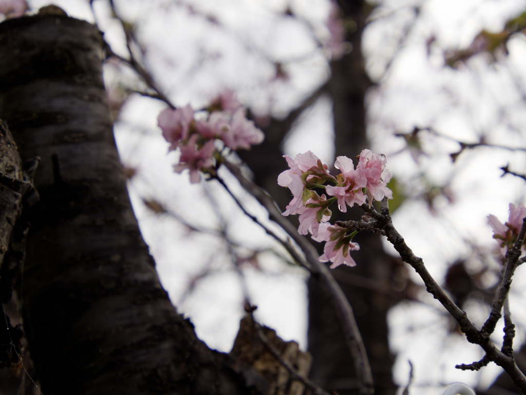 近所の桜が今たくさん咲いている謎