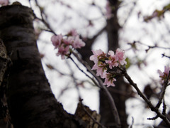 近所の桜が今たくさん咲いている謎