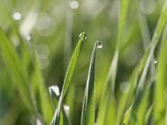 あさつゆキラキラシリーズ