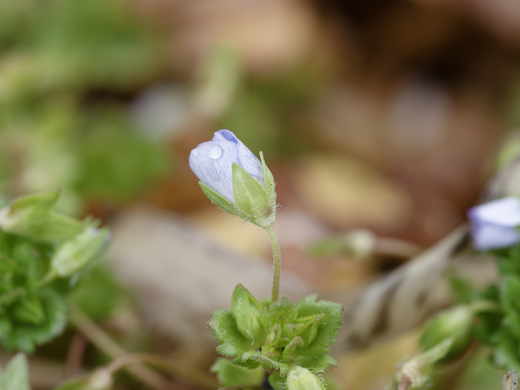 お日様が出ないので開かないオオイヌノフグリくん