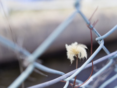 ふさふさくん feat. 金網