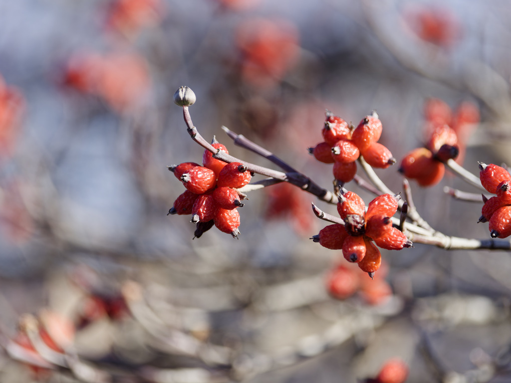 冬に貴重な赤いいろどり