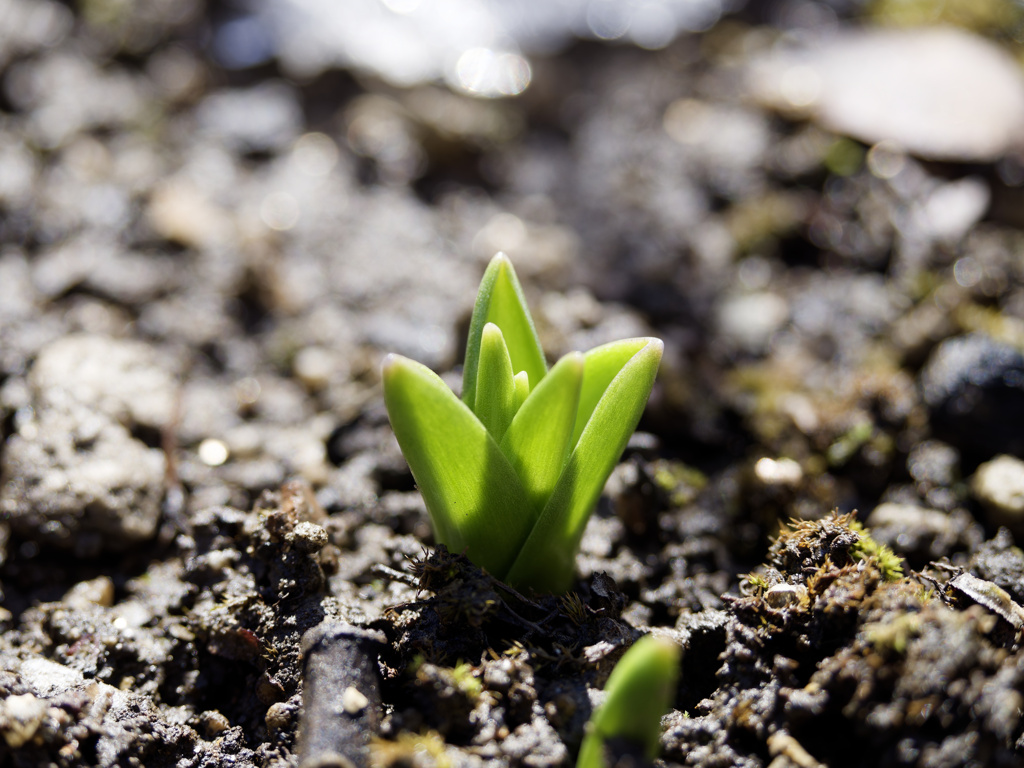 にょきにょきくんシリーズ