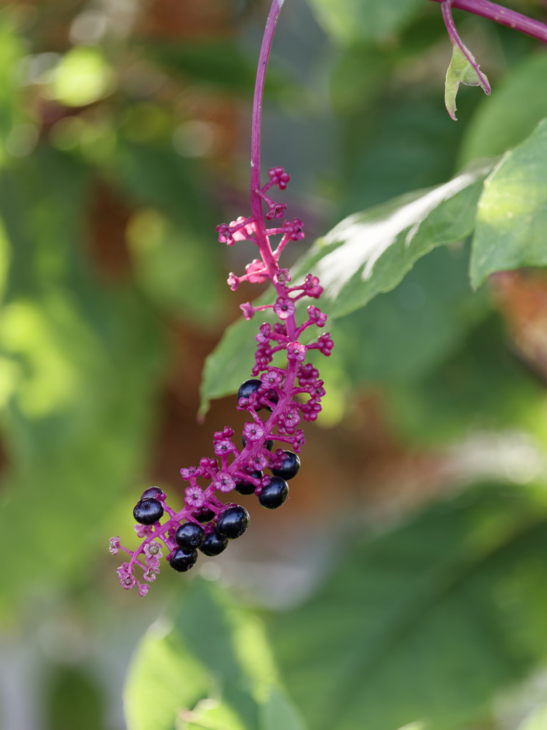 蛍光色がすごいヨウシュヤマゴボウくん