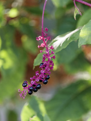 蛍光色がすごいヨウシュヤマゴボウくん