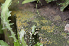 ｷｬｴﾙ