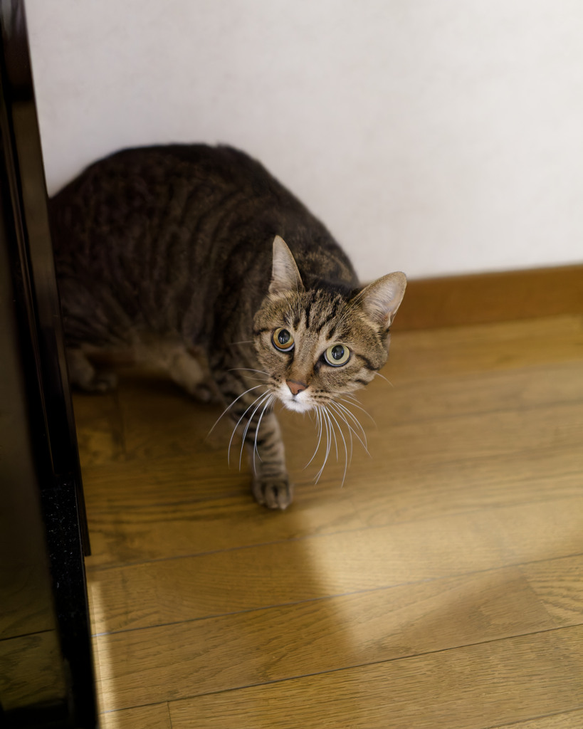 にゃんも