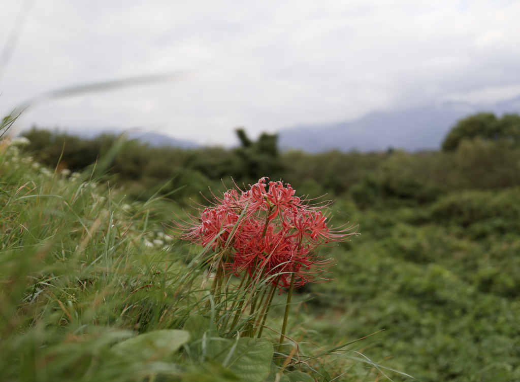 HIGAN-FLOWERS