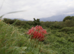 HIGAN-FLOWERS