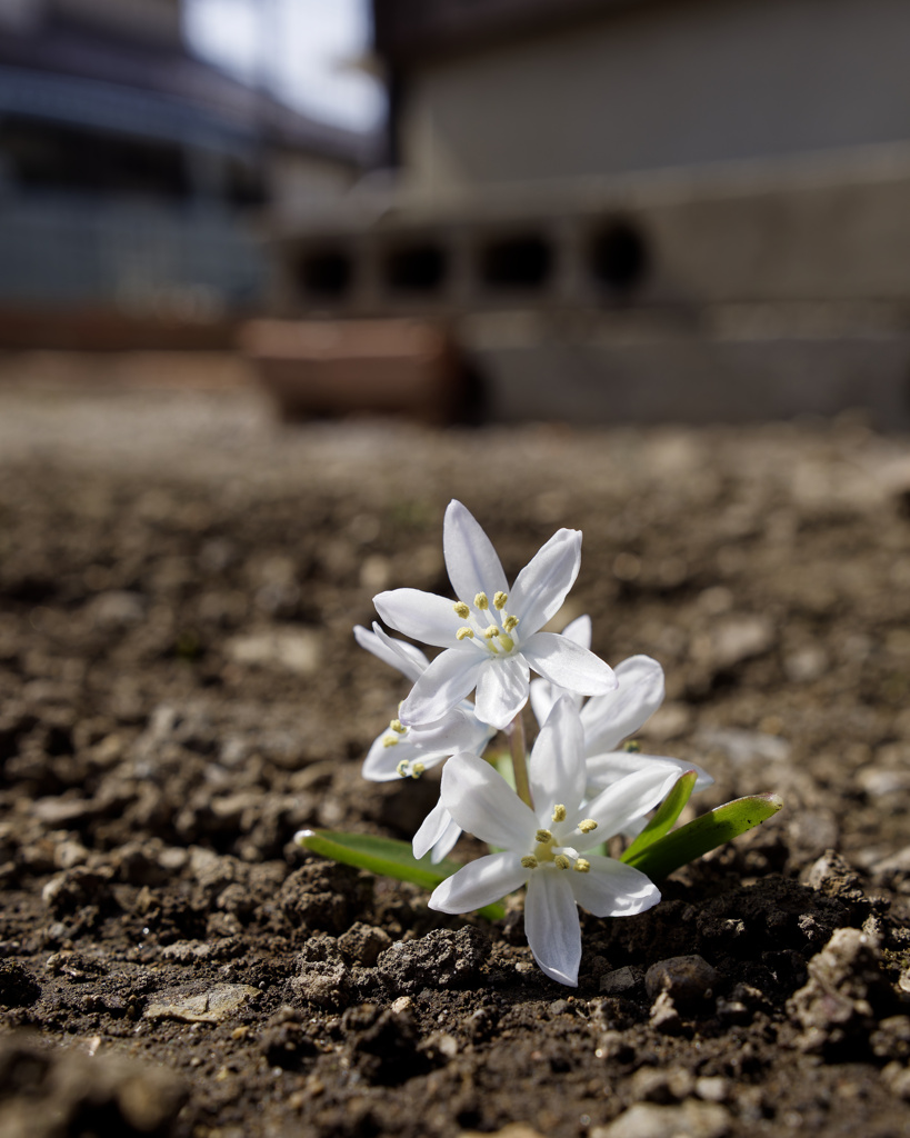 ミスクトスケンコアナくん