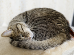 にゃんも