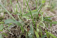 秋のよそおい 秋のよそおい